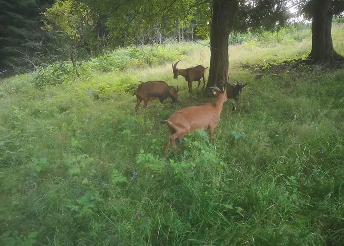 Dorfschule Mollseifen Apartment *